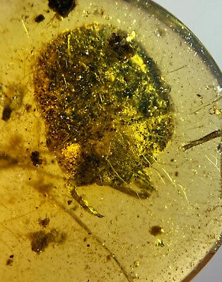 #ad Fossil amber Insect burmite Burmese toad bug Insect Myanmar $65.00