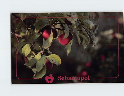 #ad Postcard Gravenstein Apples Sonoma County Agricultural Heartland Sebastopol CA $8.39
