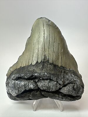 #ad Megalodon Shark Tooth 4.76” Pathological Unique Fossil Real 18075 $99.00