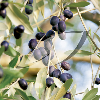#ad olive OLIVE TREE olea europaea 15 SEEDS groco BUY ANY 10 ITEMS SHIPS FREE $1.50