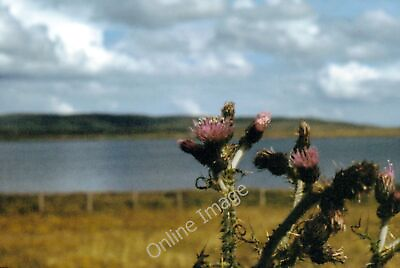 #ad Photo 6x4 Orkney Thistle 1979 Stenness HY3013 Orkney Mainland Thistle c1979 GBP 2.00