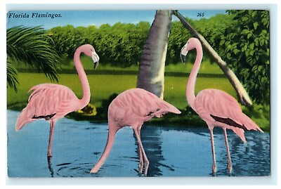 #ad Florida Flamingos Rare Bird Miami Everglades 1961 Vintage Antique Postcard $7.95