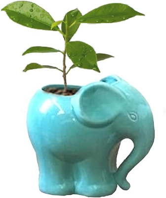 #ad Cute Succulent Planter Flower Pot for Cactus Bonsai Garden Decoration Blue Elep $7.79