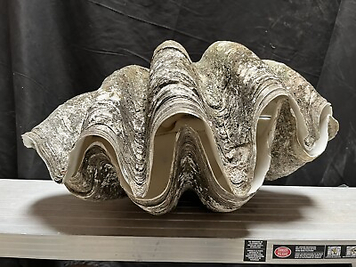 #ad Giant Clam Shell matching pair tridacna gigas 25x15x11 $6500.00