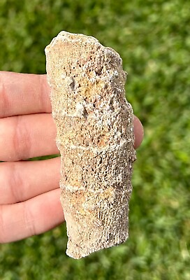 #ad Texas Fossil Horn Coral BIG 3.35” Caninia sp. Pennsylvanian Trilobite Age $7.99