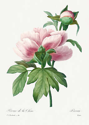 #ad Botanical Plant Print Pink Peony Art Print $11.95