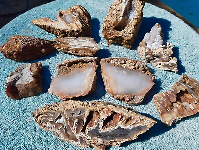 #ad AGATIZED FOSSIL CORAL LOT OF 10 PIECES FROM FLORIDA DISPLAY AGATE GEODE CRYSTAL  $50.00