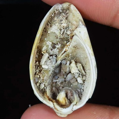 #ad 34.90 CT Natural FOSSIL SNAIL DRUZY Seashell Agate Gemstone for jewelry SR 418 $11.55