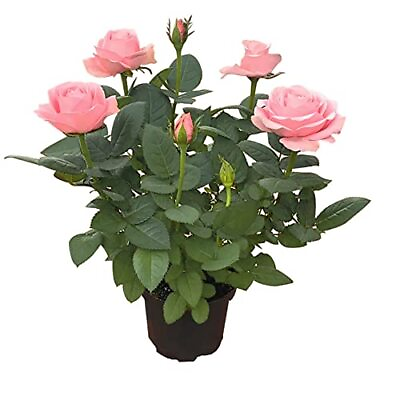 #ad Rose quot;Dianaquot; SeedlingsLight Pink Rose BushRose HedgingLiving Tinged Rose P... $19.31