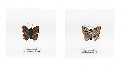 #ad Laminated Common Jester Butterfly Symbrenthia lilaea Specimen 110x110 mm Sheet $12.00