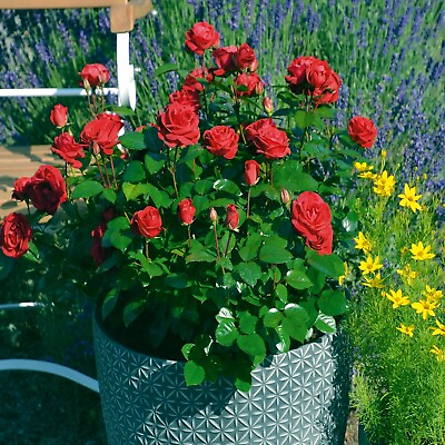 #ad JAPANESE RED ROSE BUSH FLOWER SEEDS Rosa Rugosa Rubra Garden Hardy Flower Plant $6.95