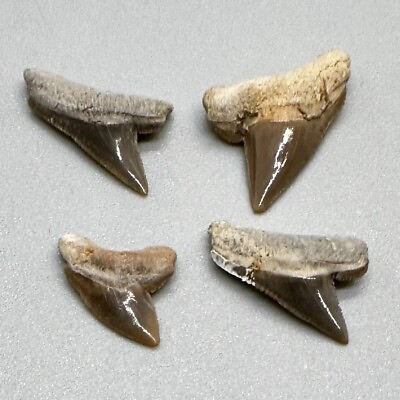 #ad Group of 4 very nice Fossil Squalicorax curvatus Extinct Crow Shark teeth TX $35.00
