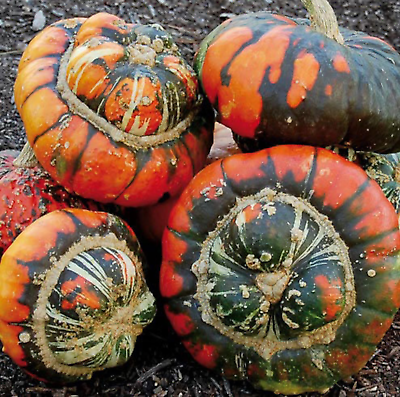 #ad 10 Turk#x27;s Turban Pumpkin Gourd Seeds Heirloom Organic NON GMO RARE $2.88