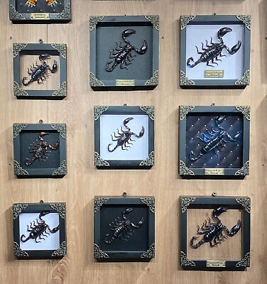 #ad Christmas Gift Scorpion Framed Real Dried Insect Collection Display Home Decor $39.00