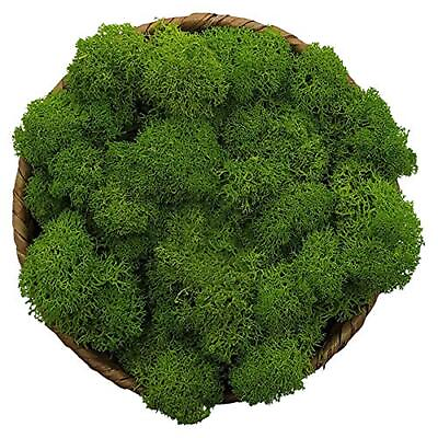 #ad Moss Preserved Green Moss for Fairy Gardens Terrariums Any Craft or Floral... $20.62