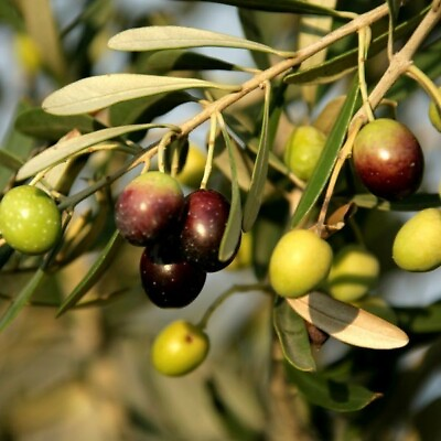 #ad Olive Tree #x27;Mission#x27; Olea Europaea live plant $10.99