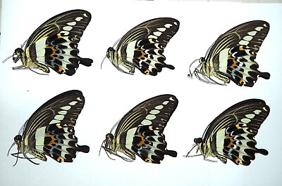 #ad Papilionidae. 6 x Papilio gigon. Luwuk $10.00