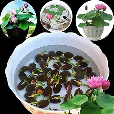 #ad 10pcs Pre Sprouted Mixed Color Bonsai Bowl Lotus Aquatic Plants Ready to Thrive $12.95