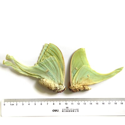 #ad PAIR insect real butterfly moth saturmiidae silkworm Actias selene #P15 $45.00
