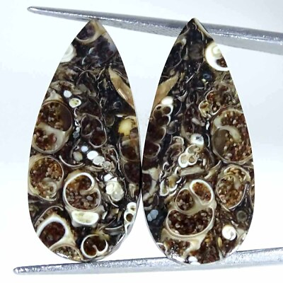 #ad 23.90Cts Natural Turritella Agate Fossilized Pair Loose Gemstone Pear 13x29x4mm $7.99