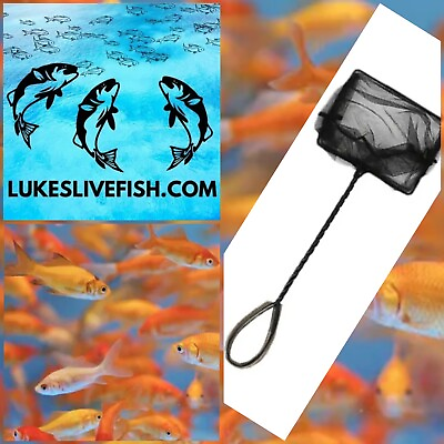 #ad 55 Live Fish Goldfish SMALL GUARANTEE ALIVE FREE Shipping And Fish Net $45.00