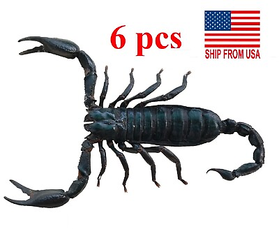 #ad Pack of 6 Real Giant Scorpion Mounted 7” Large Beetle Insect Bug Entomology $39.00