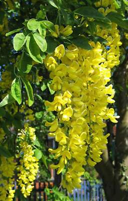 #ad 1 1000 PCS Golden Chain Rain Tree Seeds Laburnum Anagyroides Yellow Flower 0148 $14.45