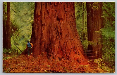#ad PostCard CA Redwoods in California WOB post mark Palo Alto Chrome 1958 $5.95