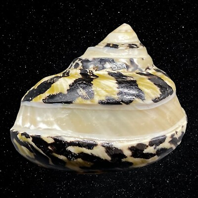#ad Nautical African Black Gold Polished Shell Conch Beach Decor 1”T 2.5”W $31.50