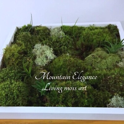 #ad Live Moss Desk Art beautiful for office or home $85.00