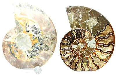 #ad Large Ammonite Pair Great Color Crystal Cavities 147mm XXLRG 5.8quot; 155mm n2923pp $106.19
