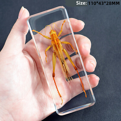 #ad Real Insects Specimen Spider Beetles Paperweight Scorpion Mantis Tarantula Funny $28.92