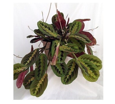 #ad Red Prayer Plant in 6quot; Pot Hanging Basket House Plant Maranta Live Home Décor $59.95