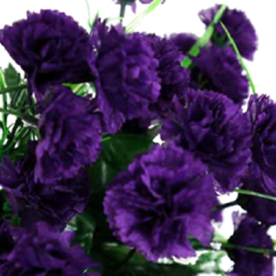 #ad 100 Dark Purple Carnation Seeds Dianthus Flowers Seed Flower Perennial 134 $4.49