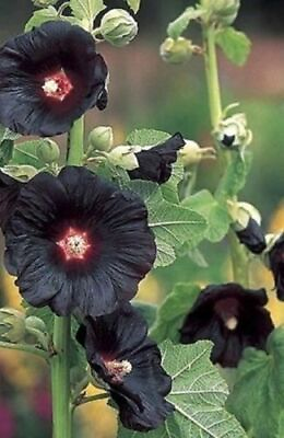 #ad 25 Black Hollyhock Seeds Perennial Giant Flower Seed Flowers Seed 321 US SELLER $4.63