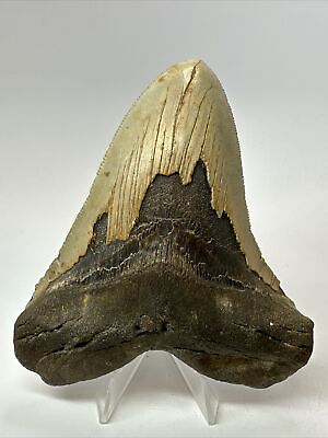 #ad Megalodon Shark Tooth 4.89” Authentic Natural Fossil Carolina 17947 $89.00