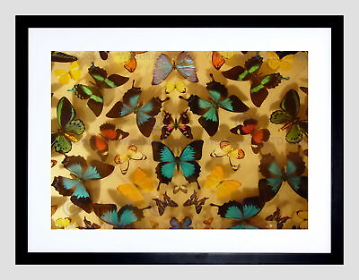 #ad 86408 ABSTRACT SYMMETRY PATTERN BUTTERFLY INSECT BLACK Wall Print Poster CA C $64.95