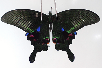 #ad PA12061. Unmounted butterflies: Papilio sp. Vietnam. Lai Chau $3.25