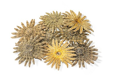 #ad Multileg Sunflower Starfish Sea Shell Wedding Real Beach Craft 2 3quot; 8 pcs #JC 52 $16.75