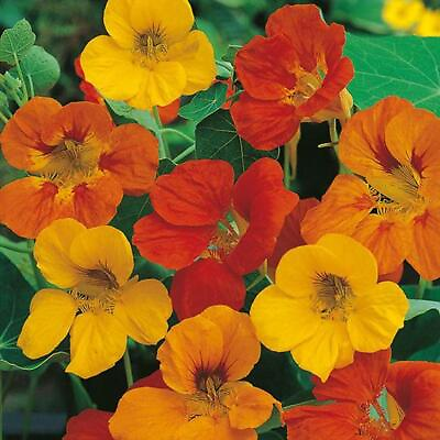 #ad nasturtium TOM THUMB MIX Edible Flower DWARF 27 Seeds GroCo BUY 10=SHIPS FREE $1.25