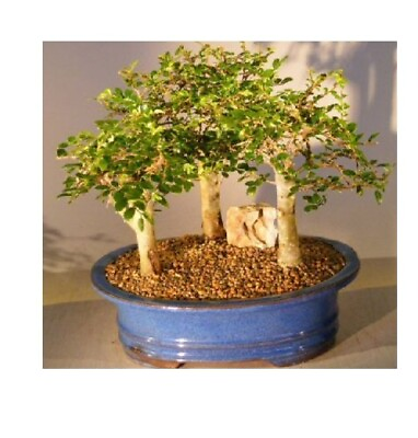 #ad 10yo Chinese Elm Bonsai Tree Forest Group From 3 Trees Ulmus Parvifolia 12quot; Tall $175.95