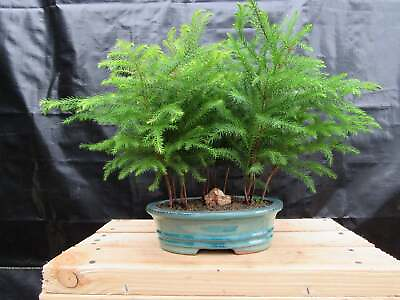 #ad Norfolk Island Pine Bonsai 3 Tree Forest $85.79