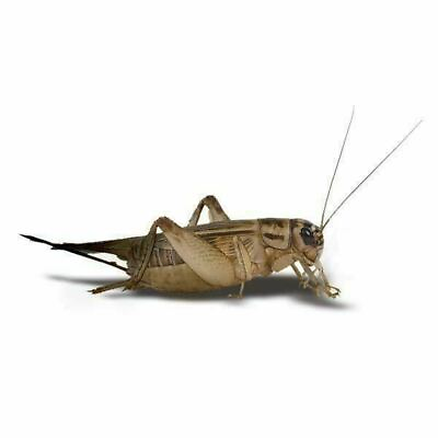 #ad Live Crickets Acheta 100 1000 count free shipping guaranteed live delivery $23.90