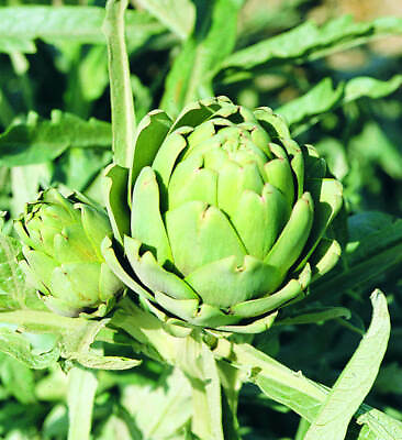 #ad Artichoke seed: Green Globe artichoke seeds. Fresh Seed FREE Shipping $7.69
