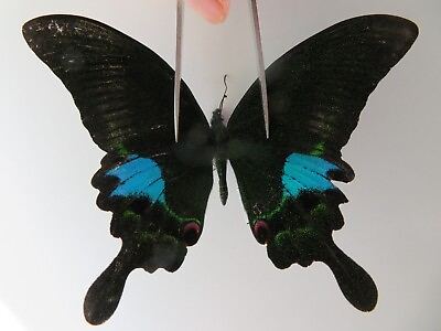 #ad PA10117. Unmounted butterflies: Papilio sp. Vietnam. Lai Chau $1.50