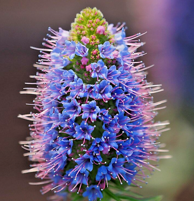 #ad 100 BLUE PRIDE OF MADEIRA Seeds Echium candicans Hardy Perennial Flower Seeds $8.95