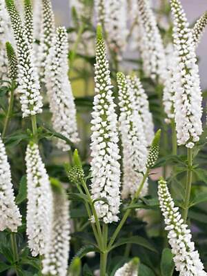 #ad 100 White Veronica Seeds Speedwell Royal Candle Flower Perennial Flowers 257 $3.99