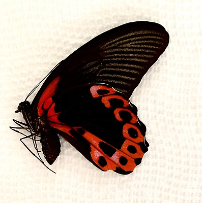 #ad 6 Papilio Rumanzovia butterflies $72.00