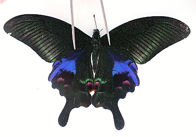 #ad PA11715. Unmounted butterflies: Papilio sp. Vietnam. Kon Tum $2.50
