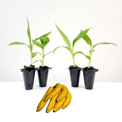 #ad Banana Tree quot;Dwarf Cavendishquot;. Set of 4 starter plants $29.99
